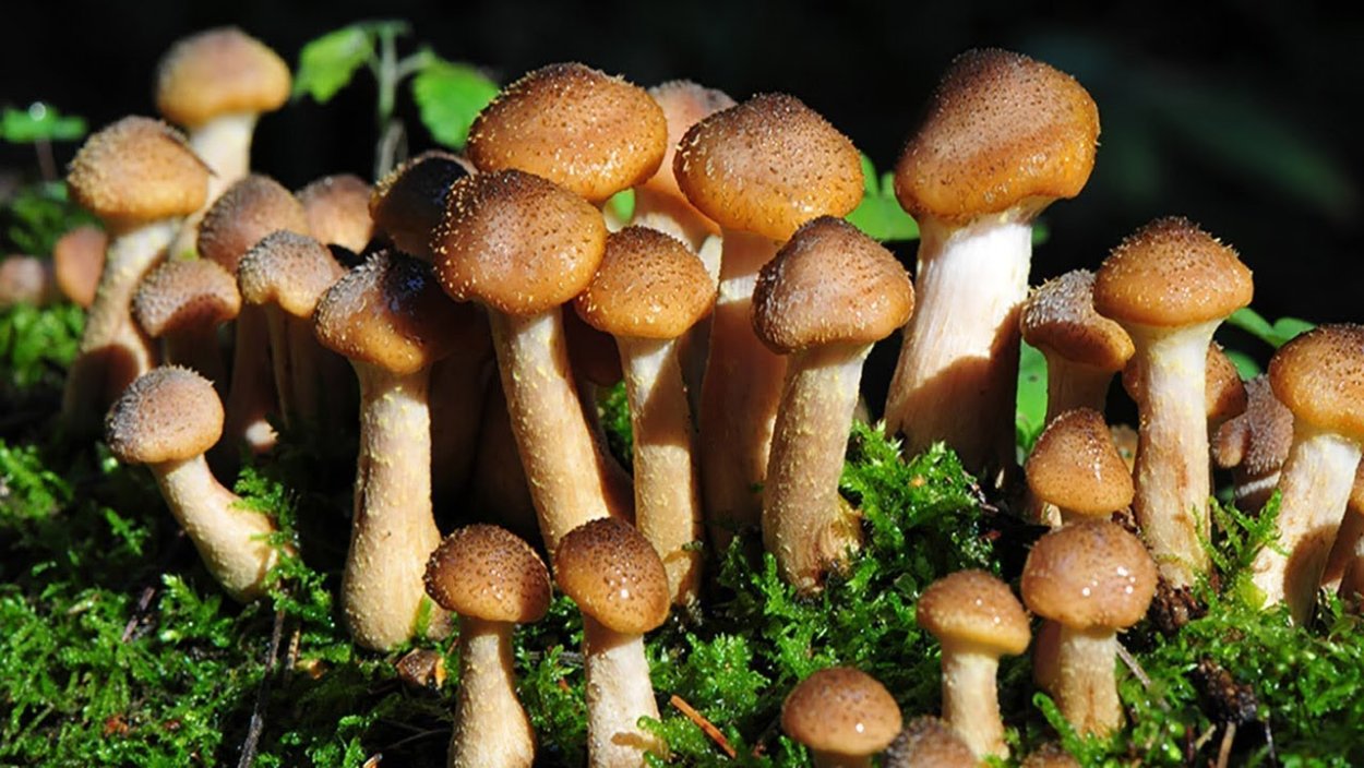 Трубчатые опята