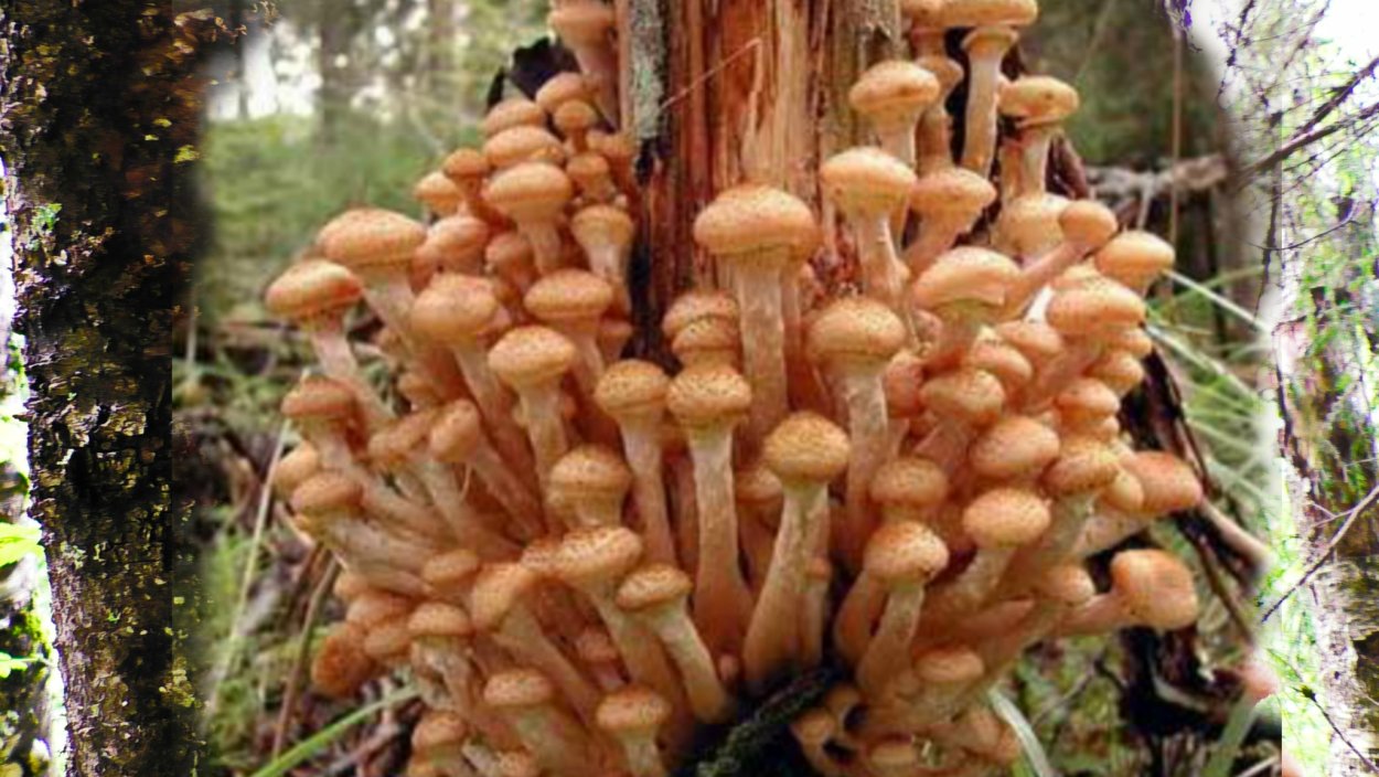 Осенние опята в Подмосковье