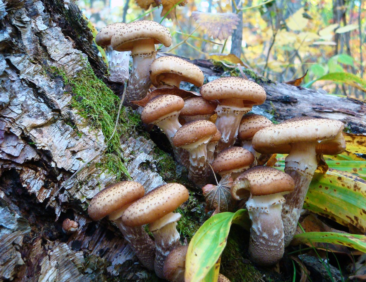 Опята поздние осенние