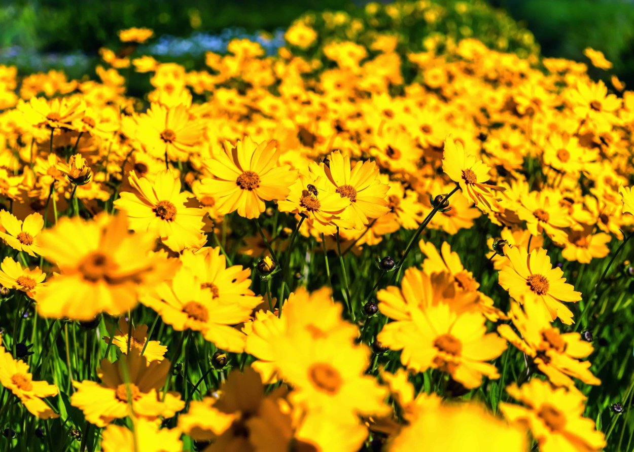 Полевые цветочки желтого цвета