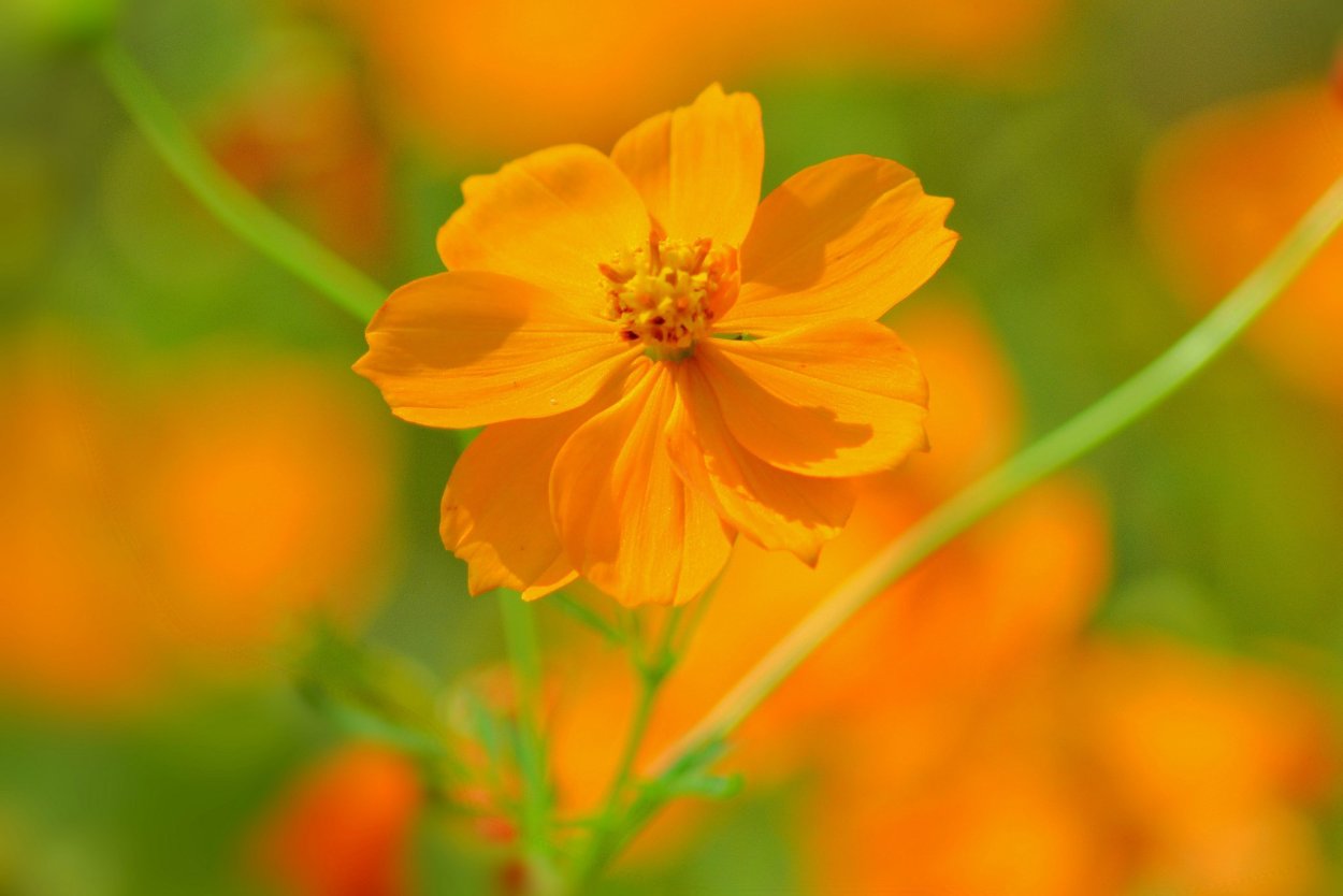 Луговой высокорослые цветы