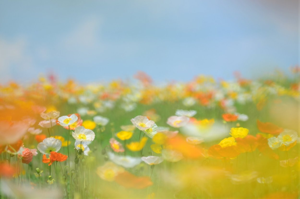 Красивые жёлтые цветы полевые