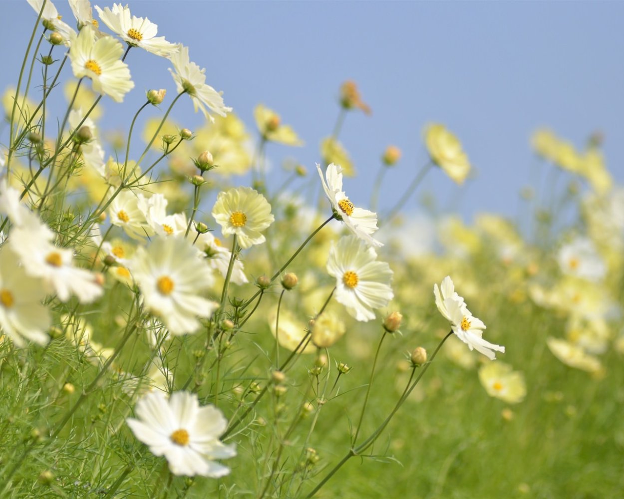 Рапс полевой желтый