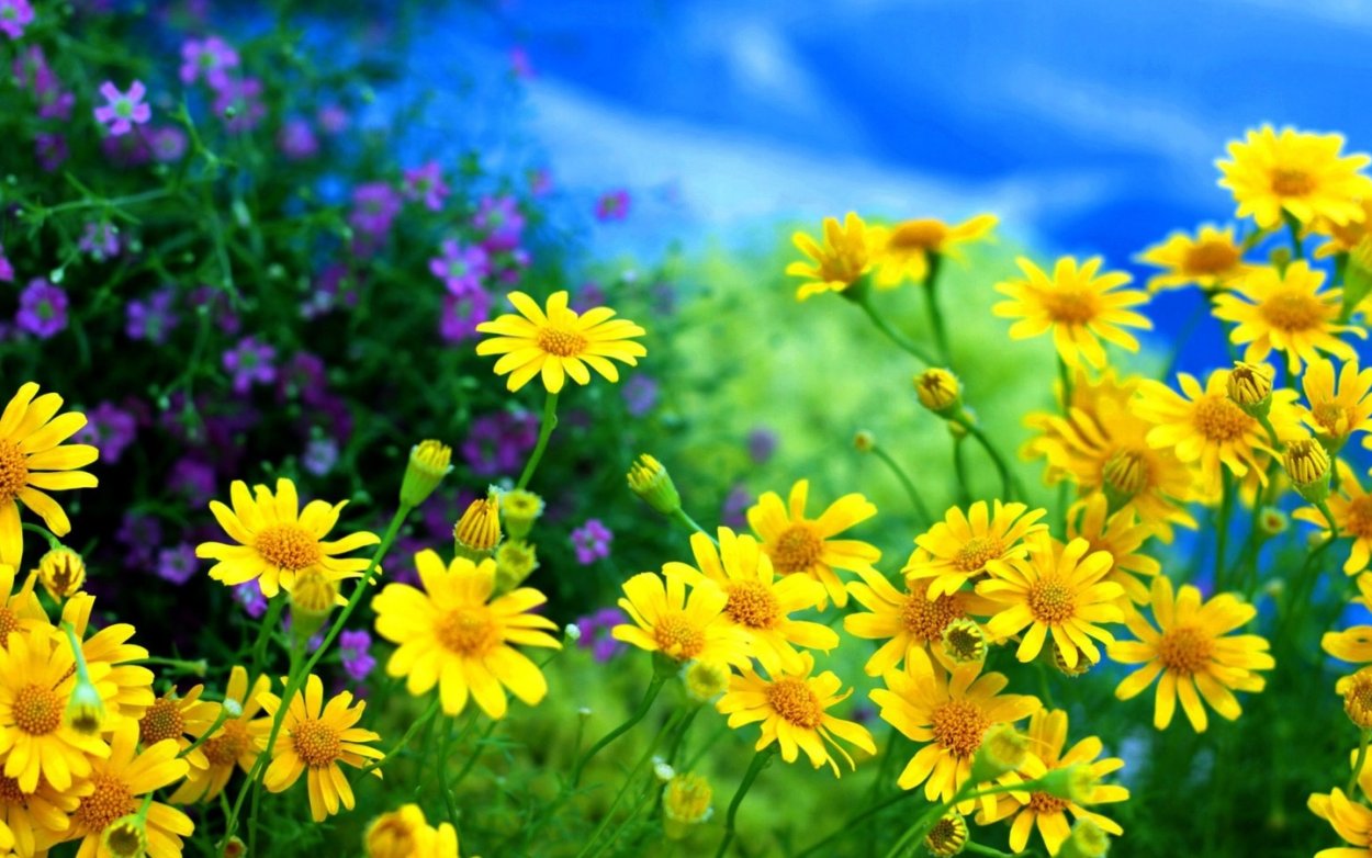 Ромашки и васильки