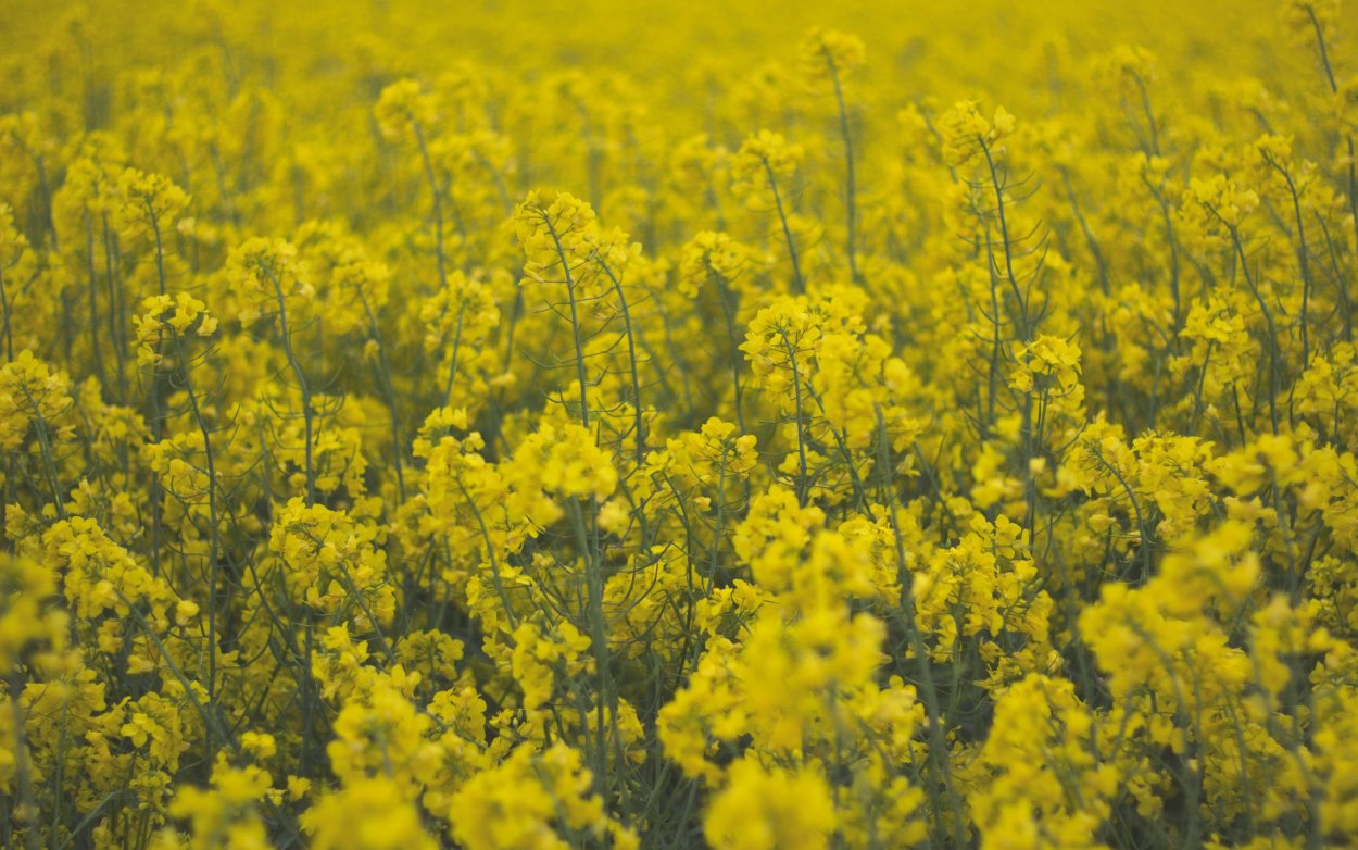 Луг с одуванчиками