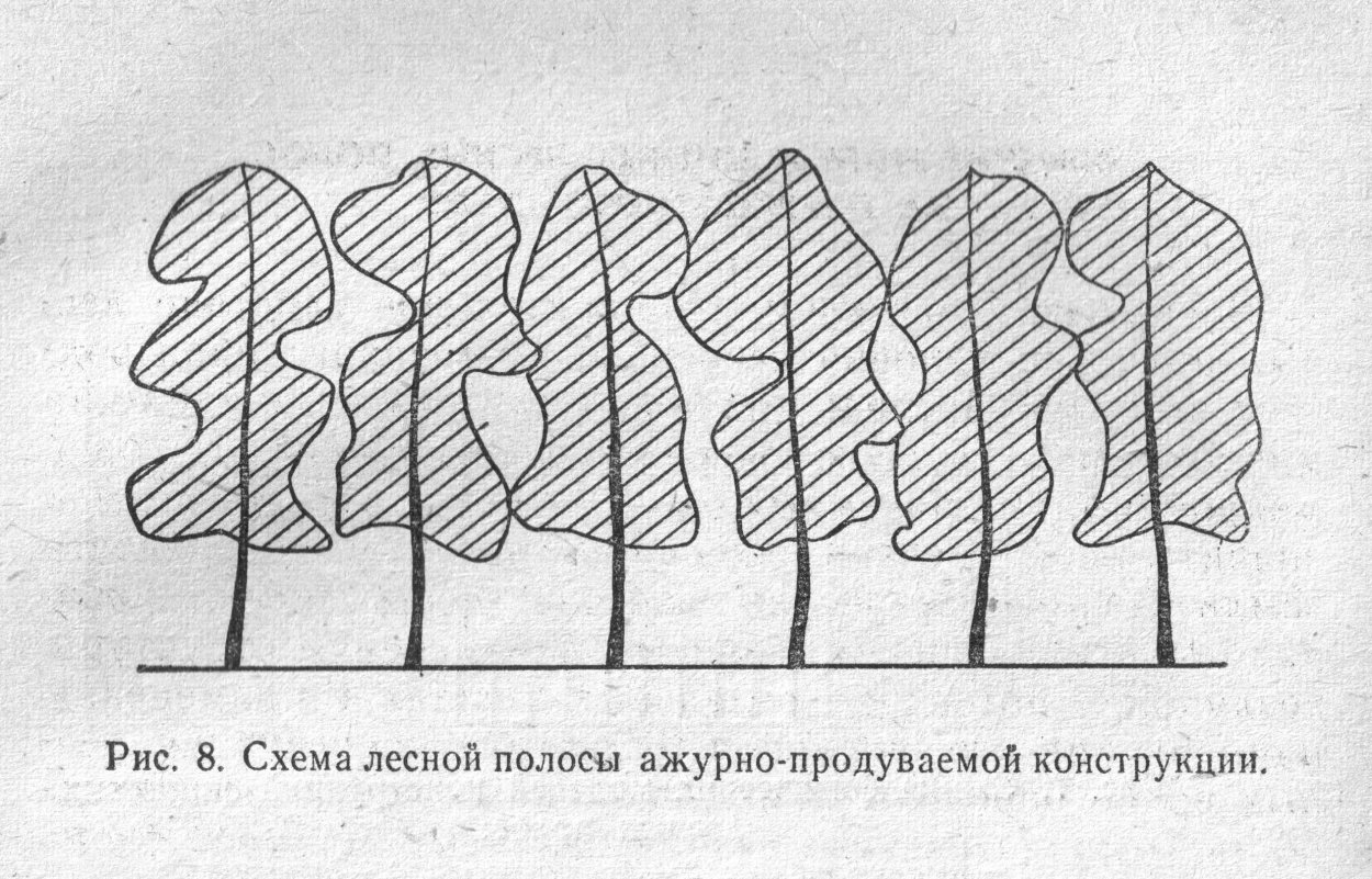 Полезащитные Лесные полосы