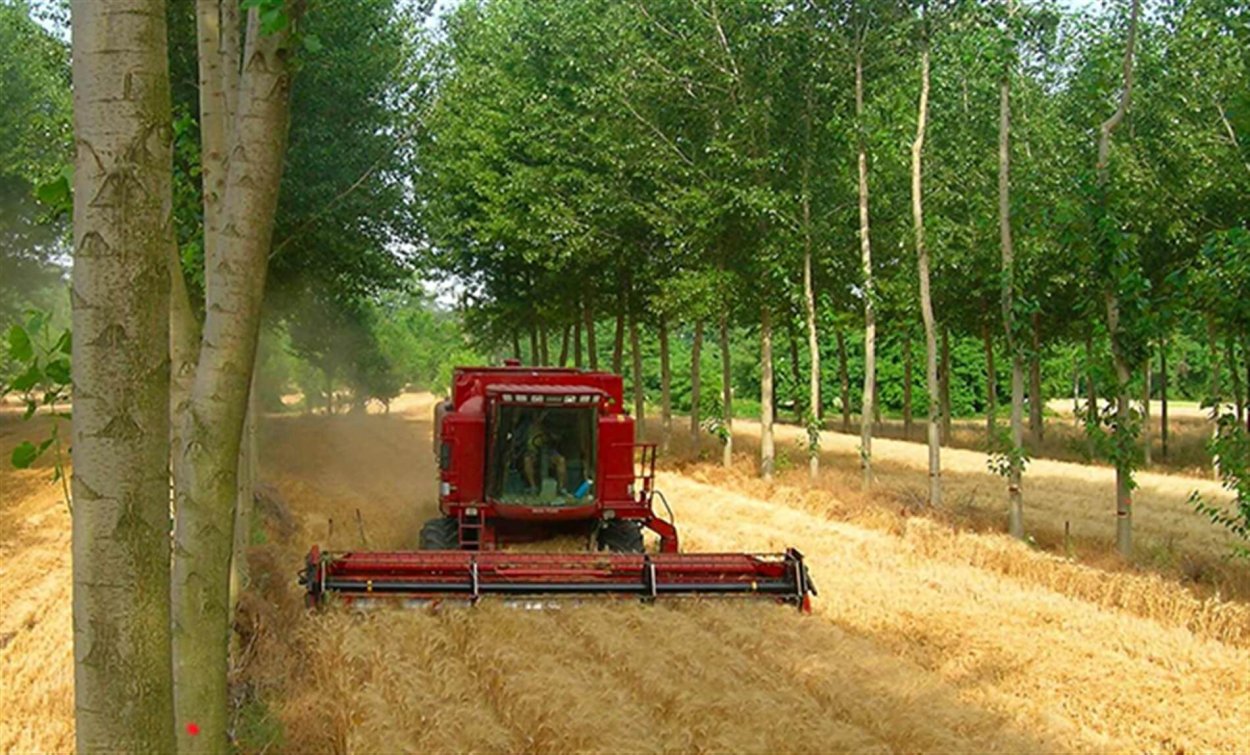 Лесной питомник посев хвойных пород