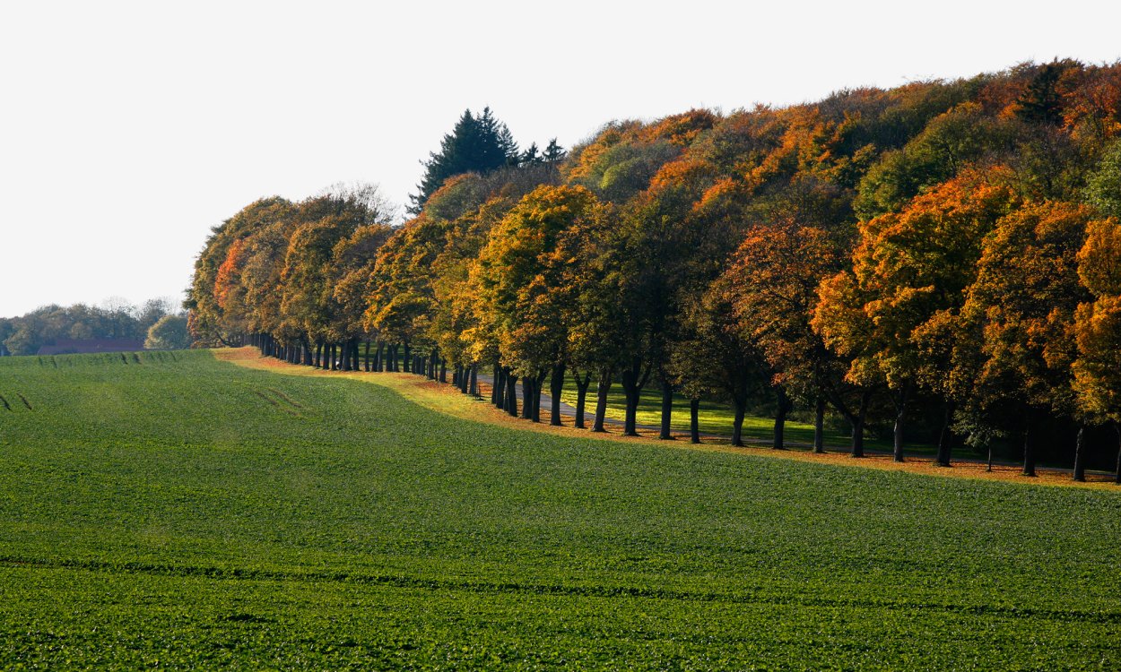 Полезащитные Лесные полосы