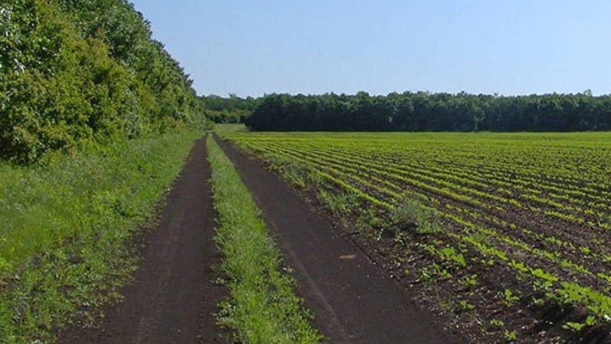 Лесополоса, насаждения, Лесной массив