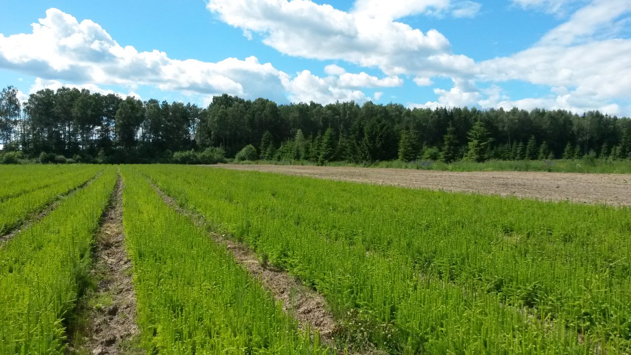 Леса Ставрополя