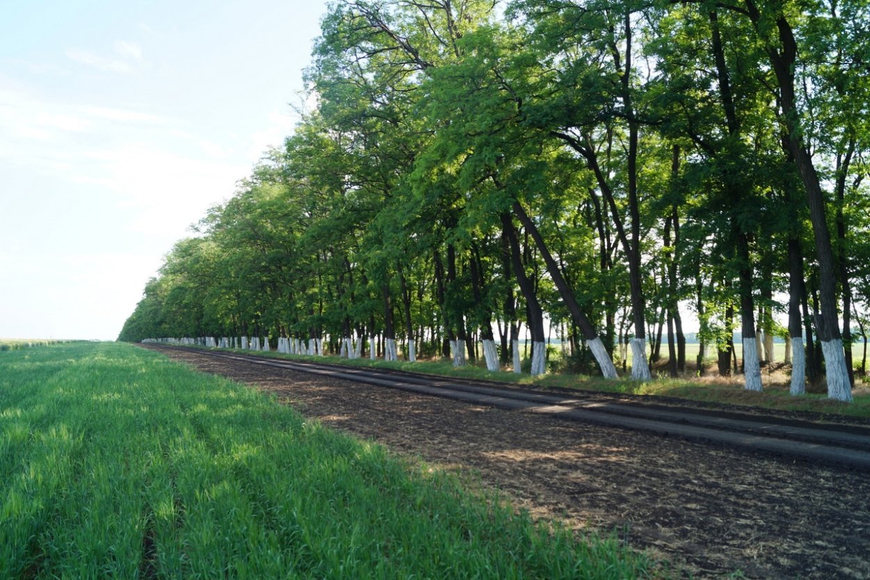 Агролесомелиорация склона