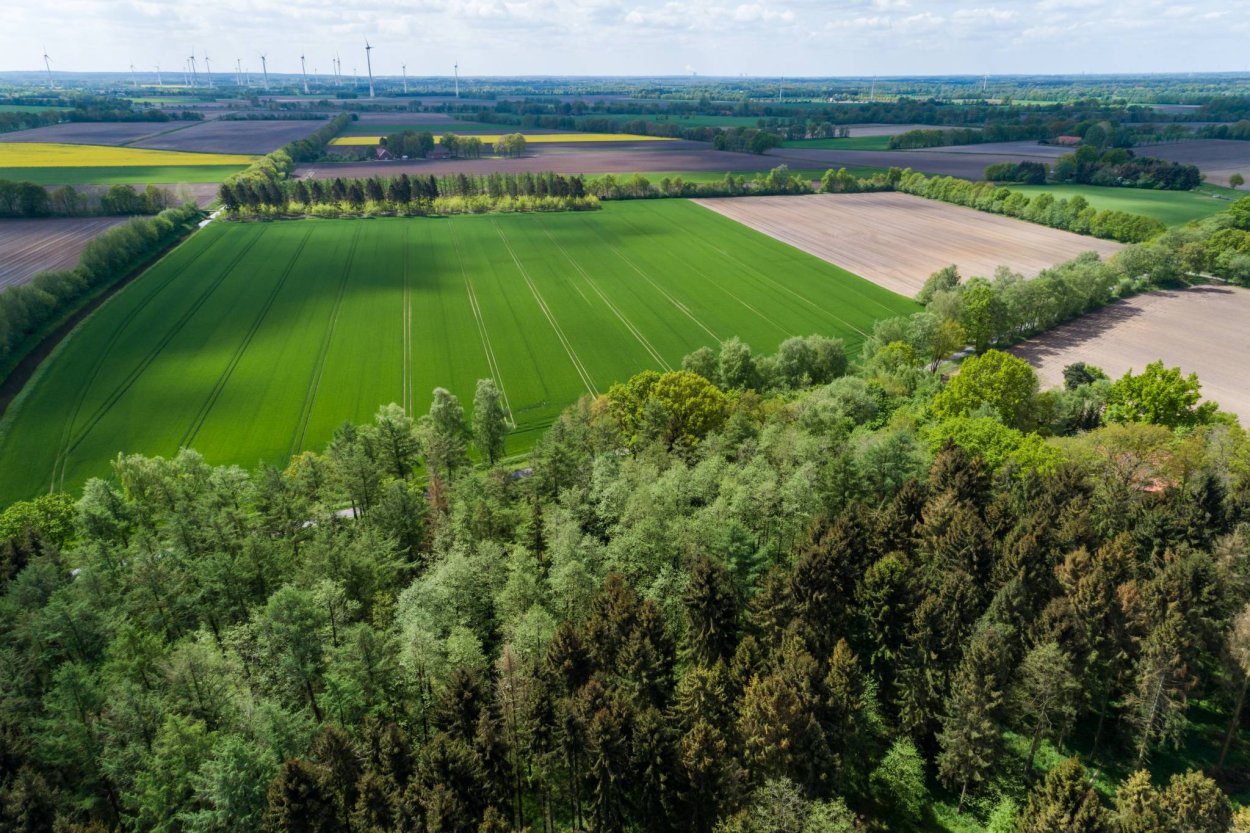 Тополь пирамидальный в Краснодарском крае