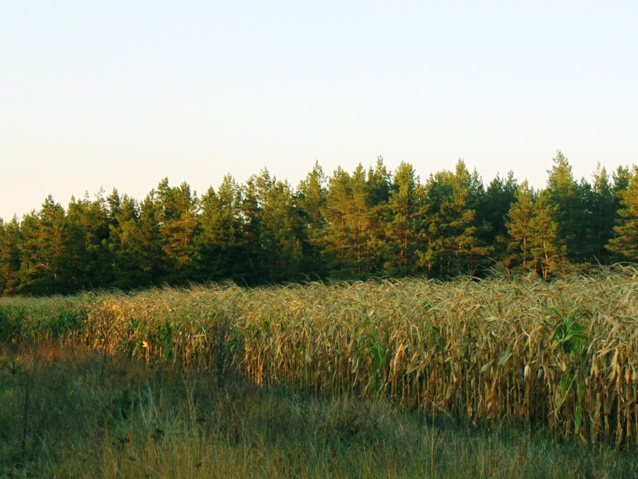 Пастбищезащитная агролесомелиорация