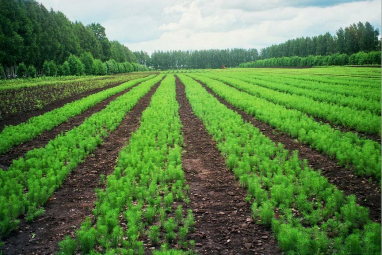 Пахотные поля Белоруссия