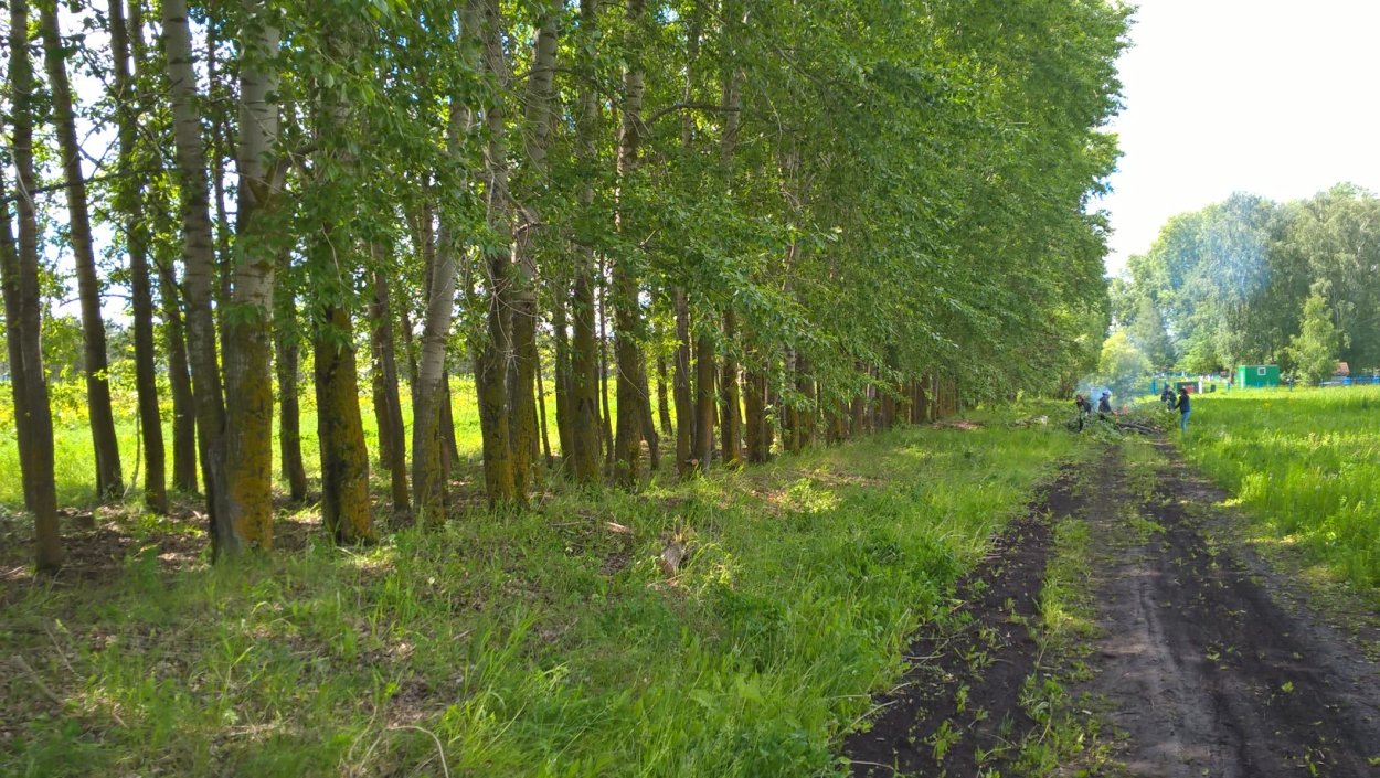 Защитная полоса из деревьев план