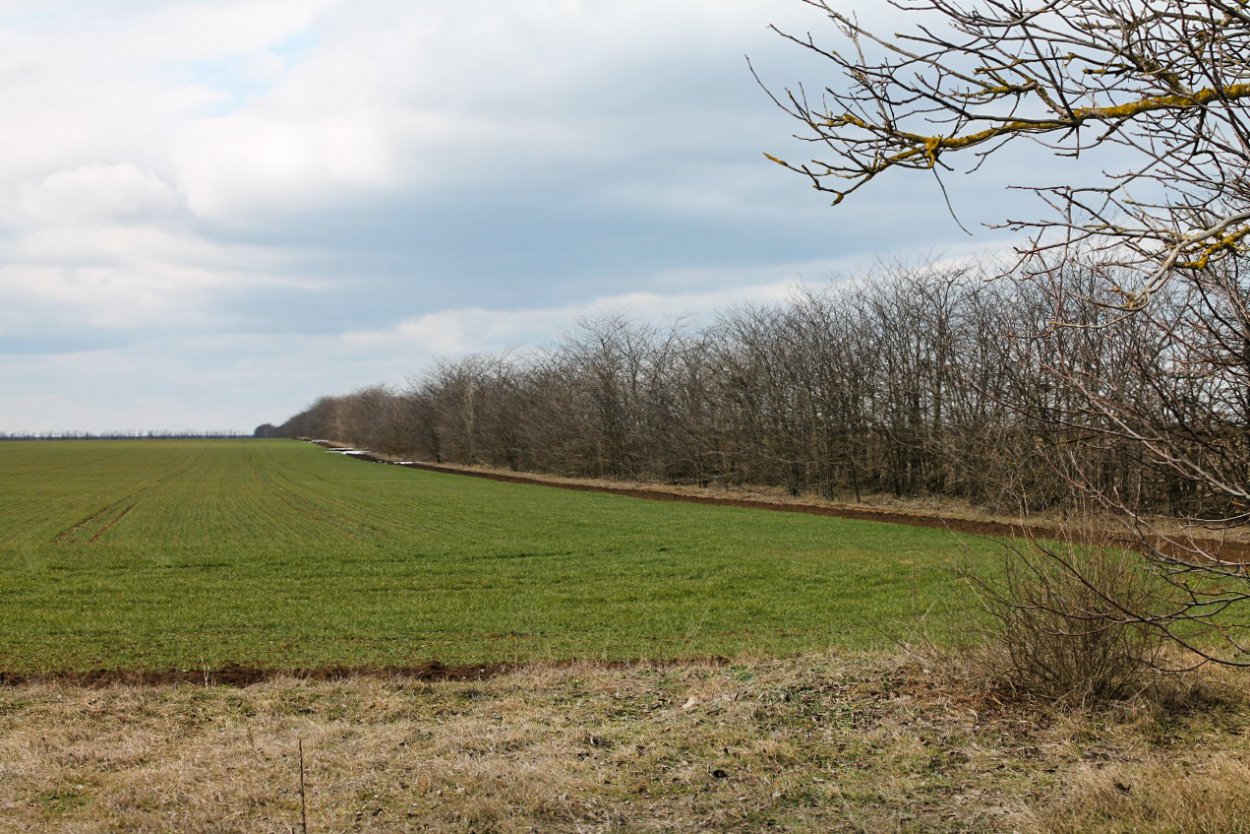 Лесополоса на карте