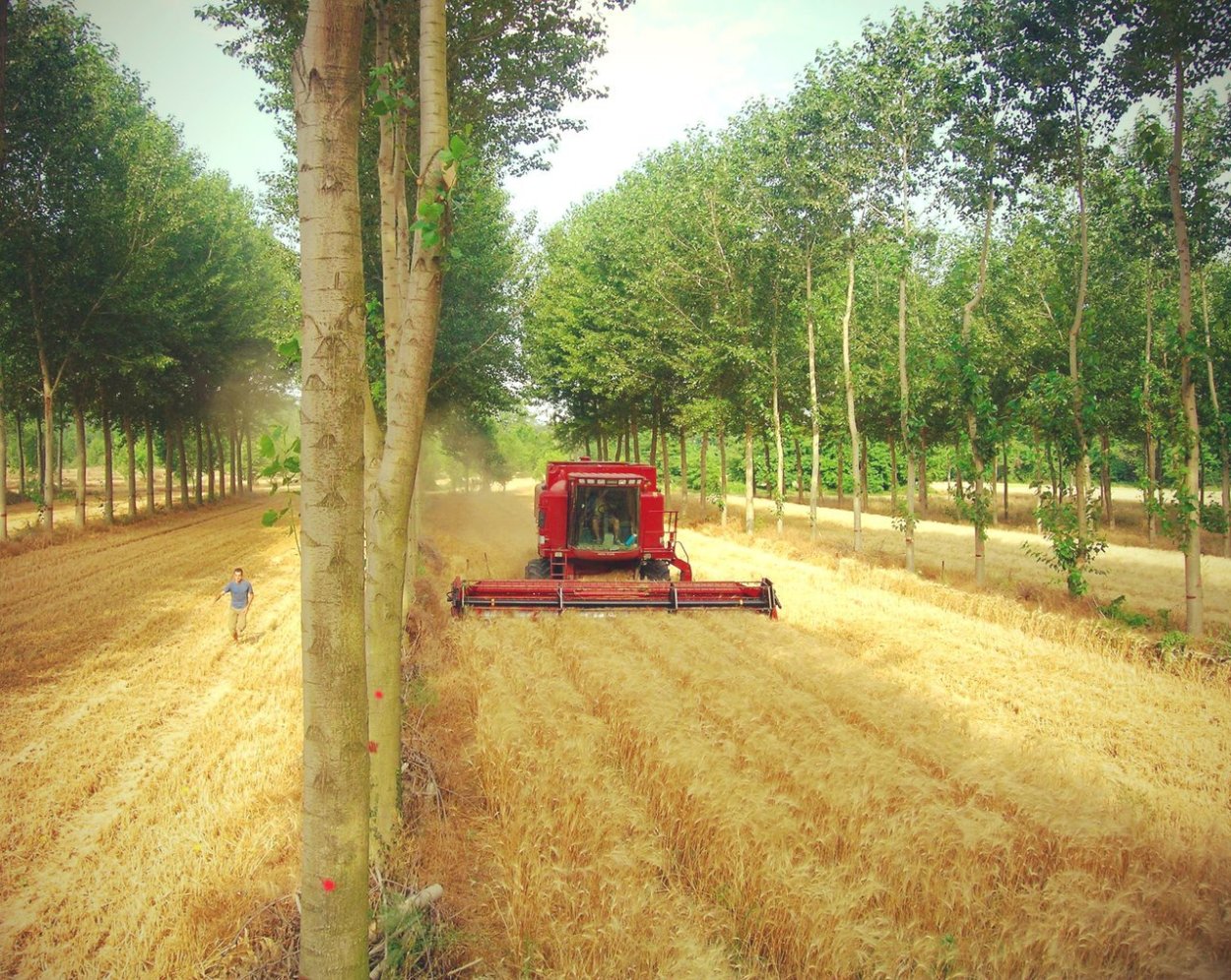 Лесной питомник Кузнецкого лесничества Пензенской области