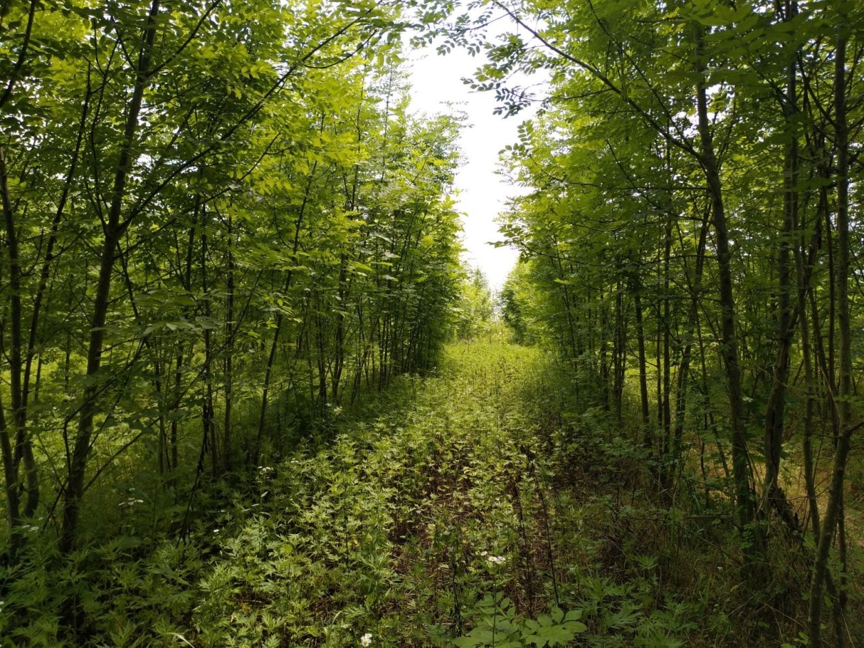 Затишковые Лесные насаждения