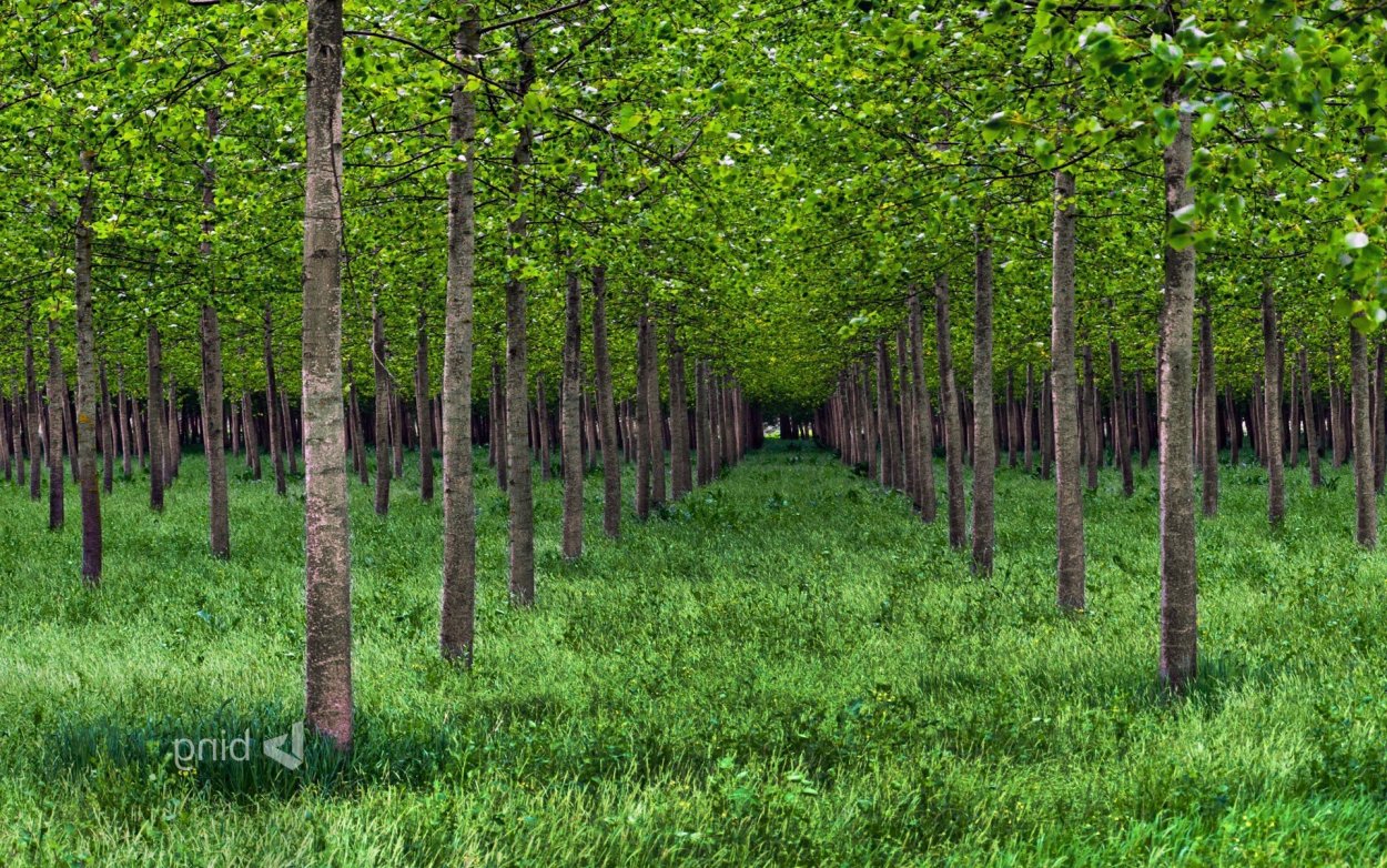 Сталинский план лесозащитных полос
