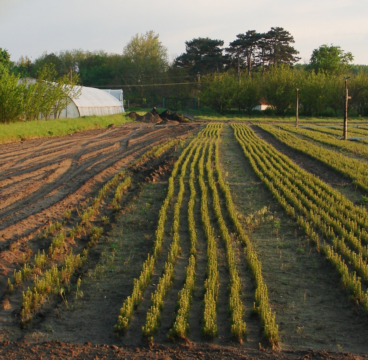 Сосновый Бор и еловый Бор