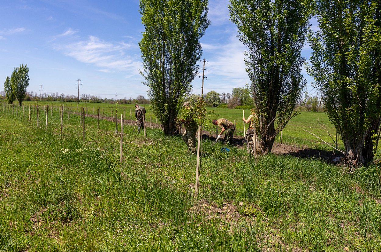 Деревья лесополоса