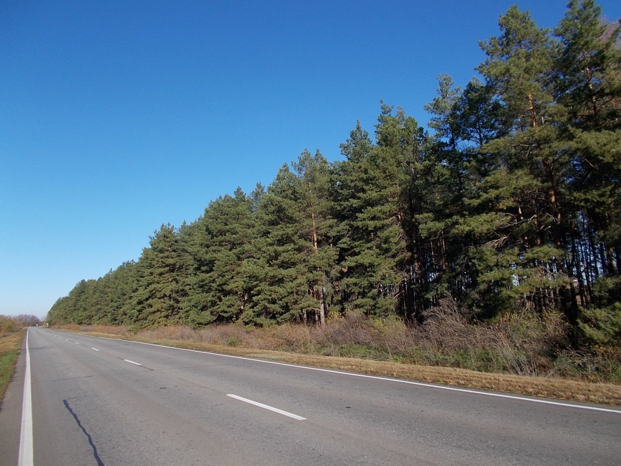 Хвойный лес Башкирии