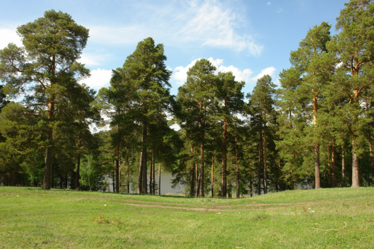 Защитные лесонасаждения вдоль Волги
