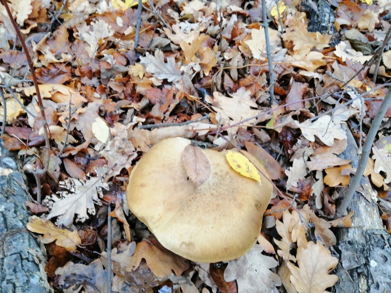 Болет пурпурный Боровик