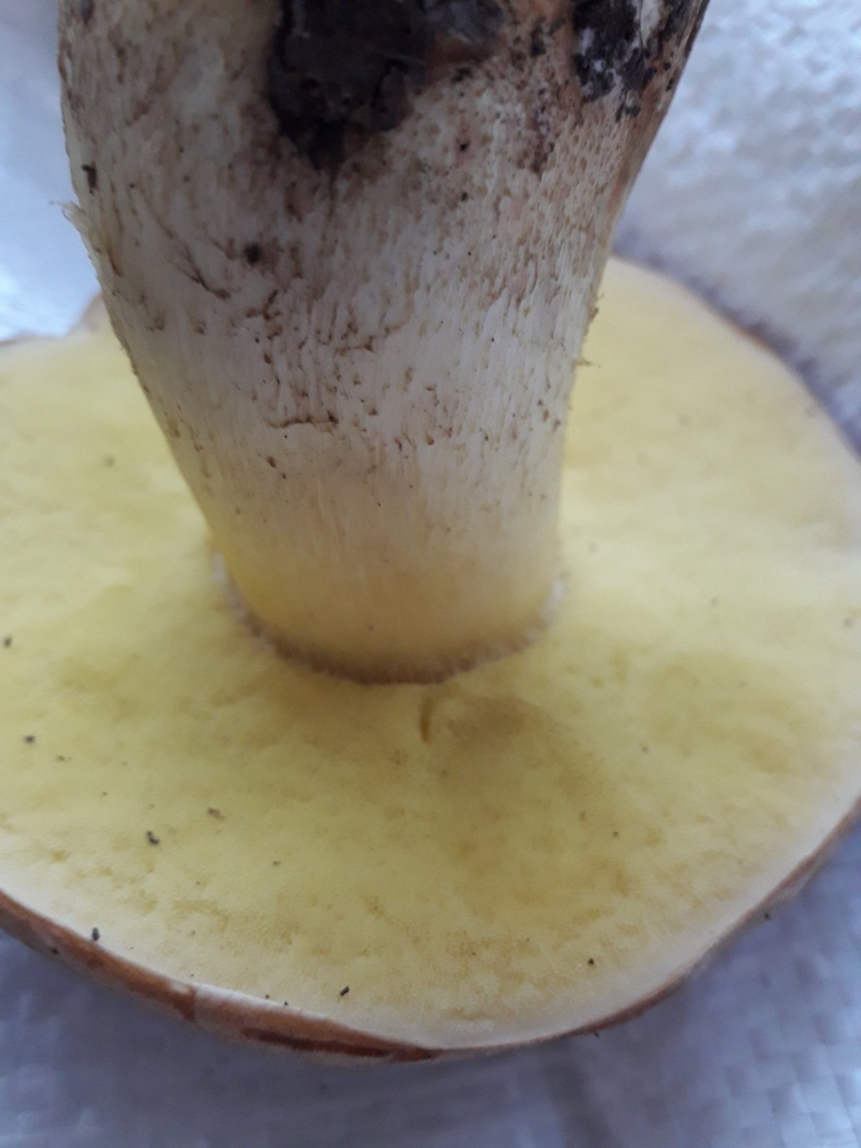 Боровик несъедобный Boletus calopus