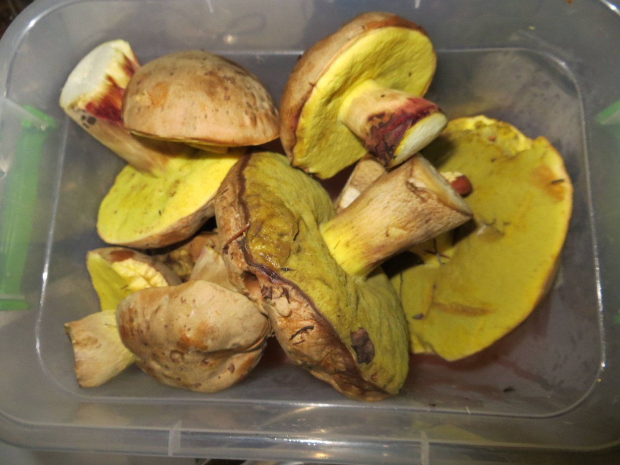 Боровик девичий (Boletus appendiculatus)