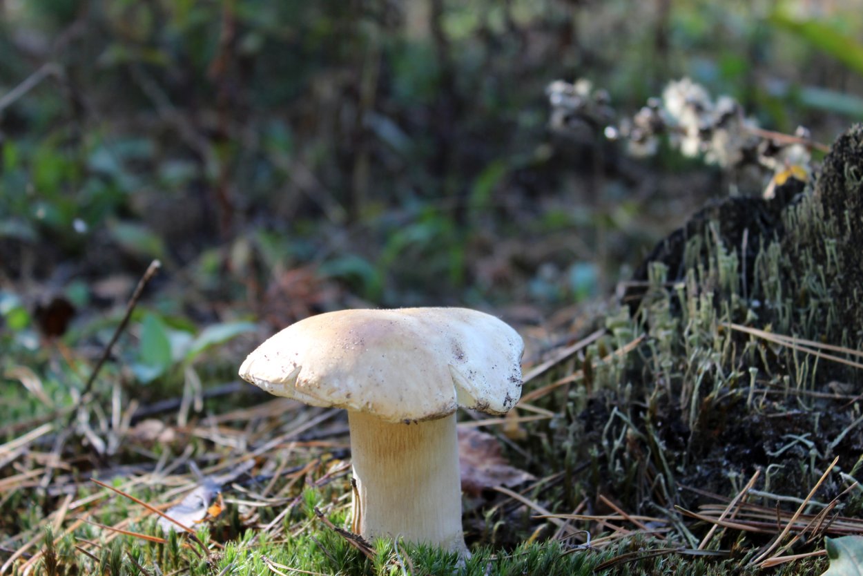 Боровик полубелый