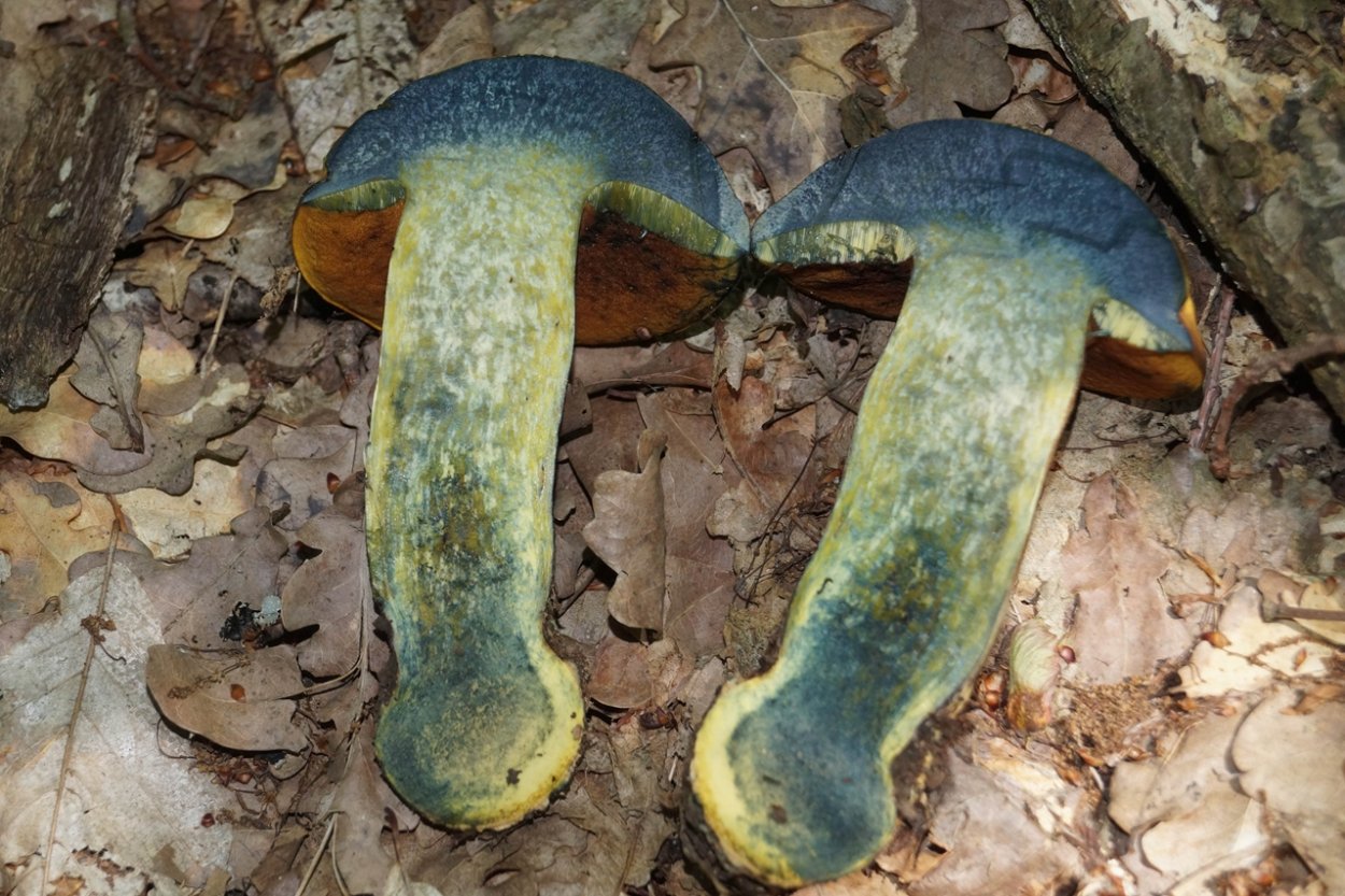 Белый гриб съедобные грибы