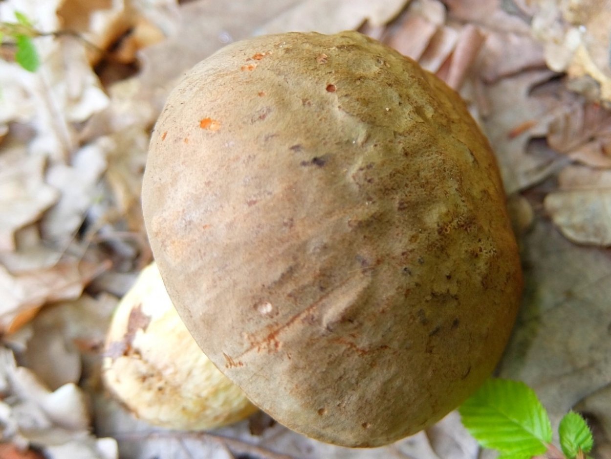 Полубелый гриб Крым