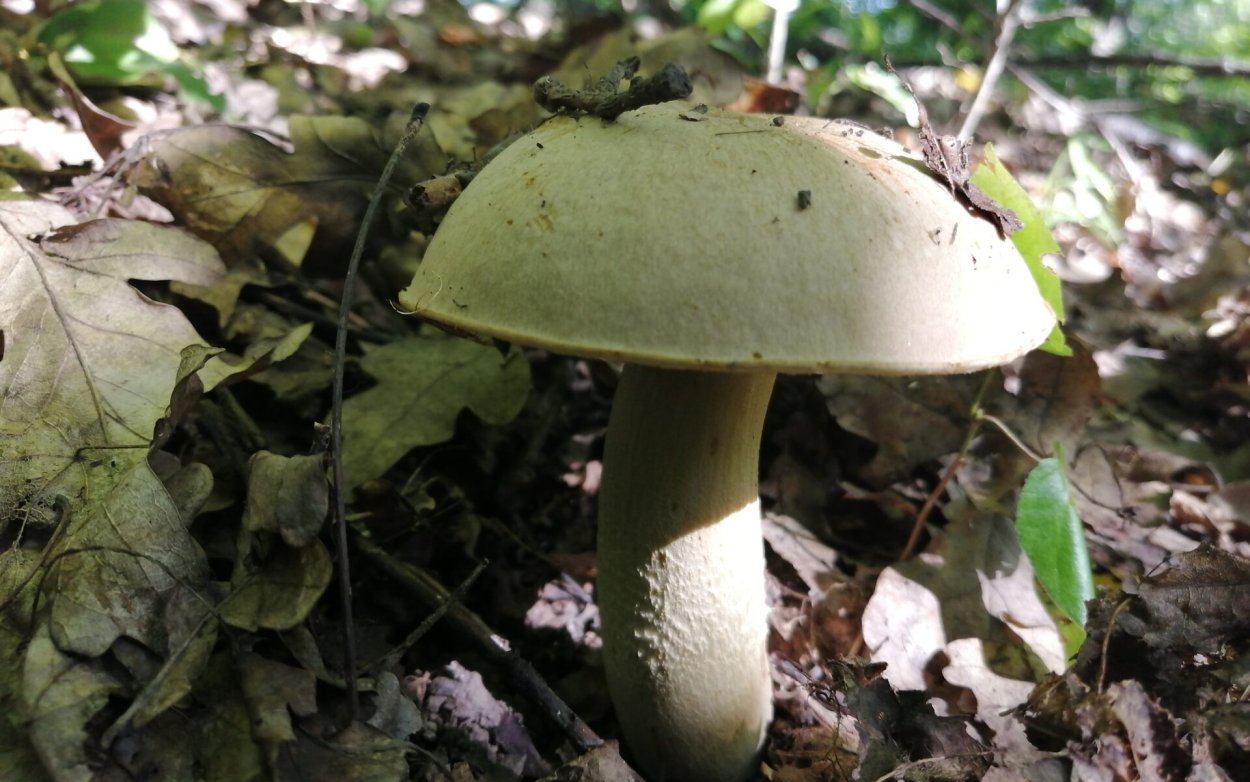 Боровик полубелый съедобные