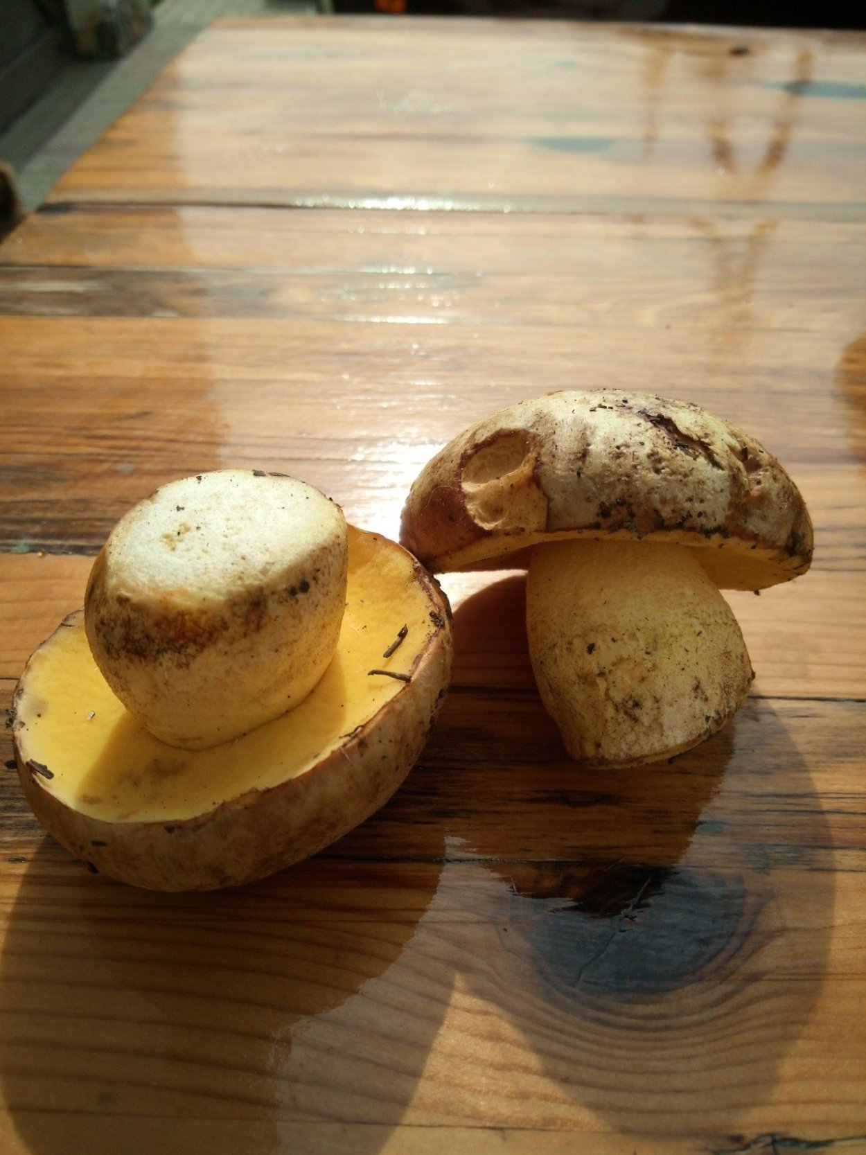 Моховик Боровик гриб