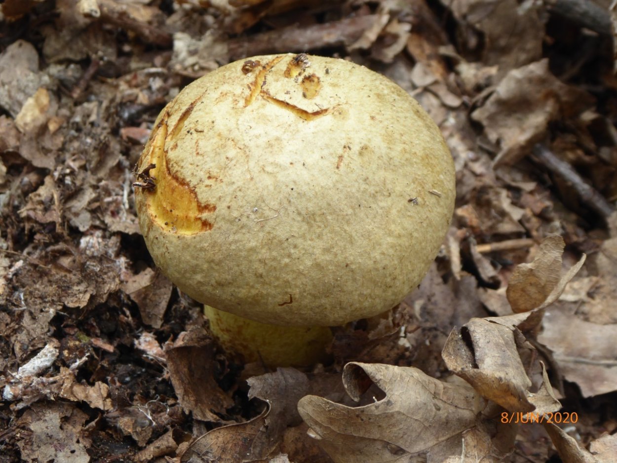 Гриб поддубовик (Дубовик)