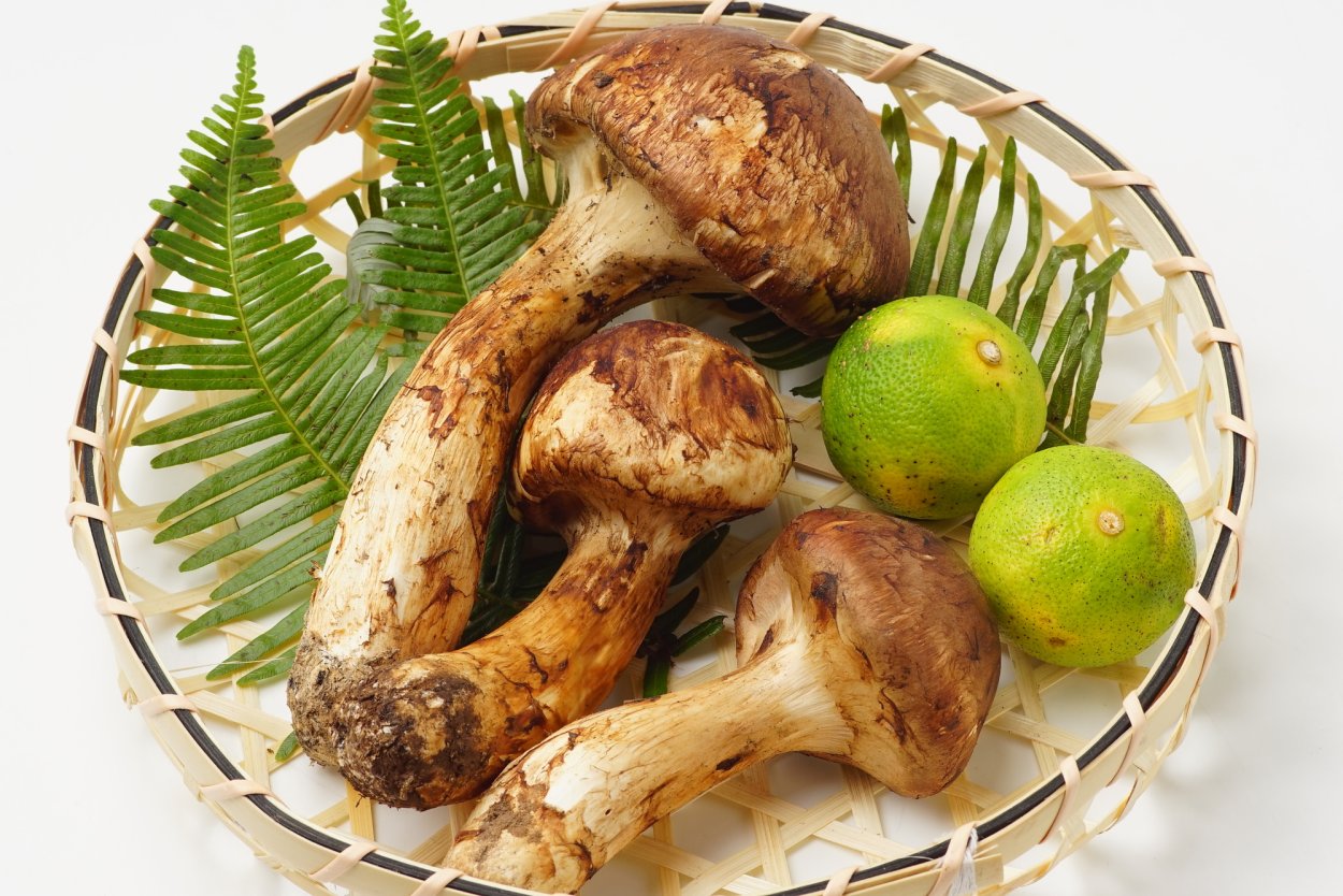 Мацутакэ Умэтаро