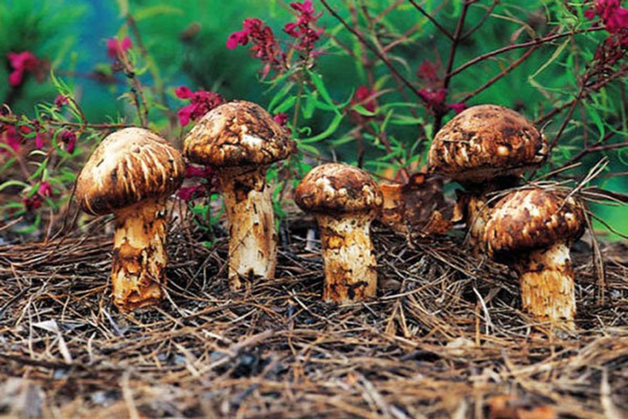 Сосновый гриб мацутаки