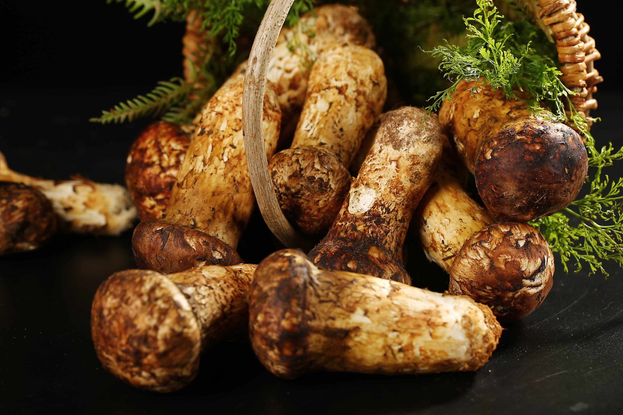 Сосновый гриб мацутаки