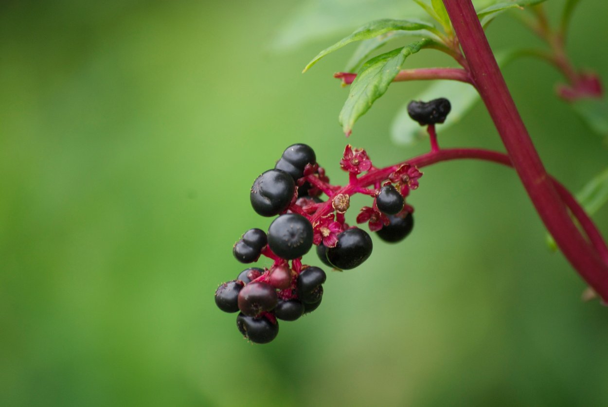 Красные и черные ягоды