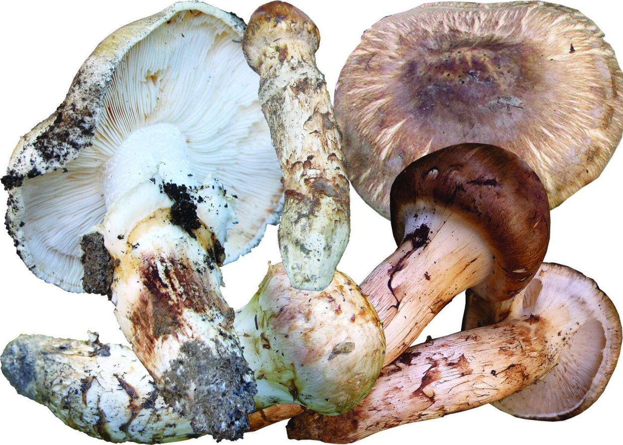 Гриб Tricholoma Matsutake