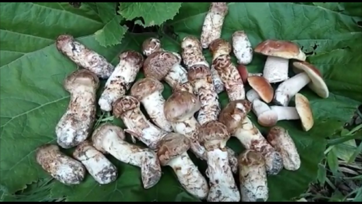 Мацутакэ (Tricholoma Matsutake)