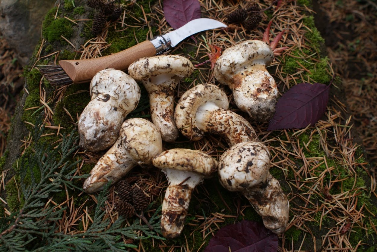 Гриб Tricholoma nauseosum