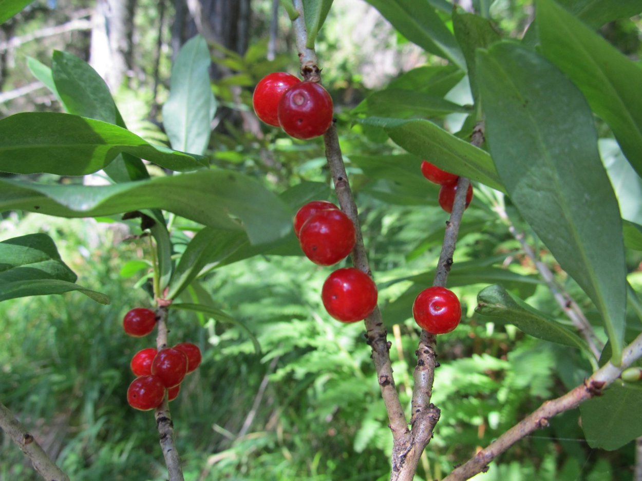 Волчье лыко ягода