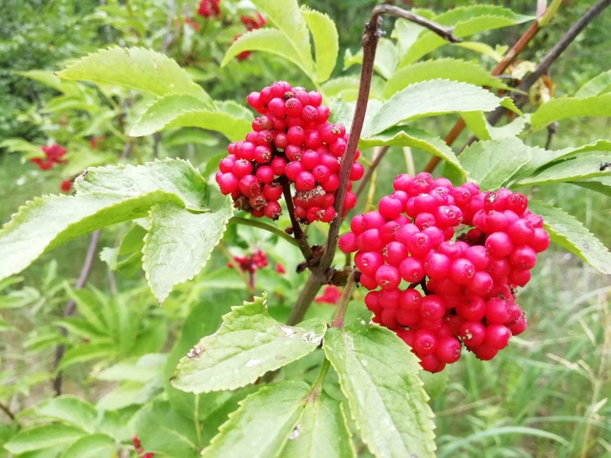 Ядовитые Лесные ягоды малина