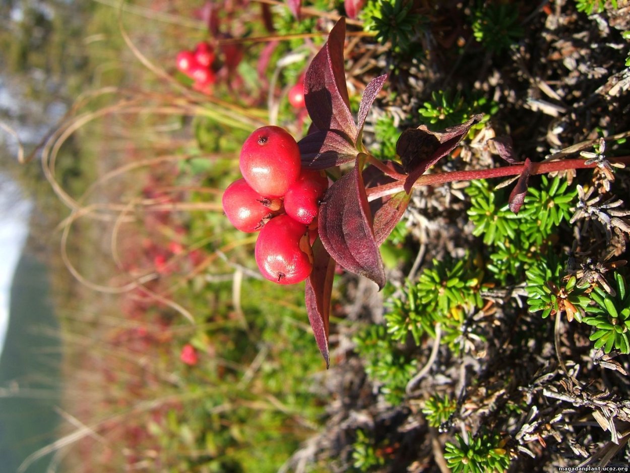 Красная карельская Волчья ягода