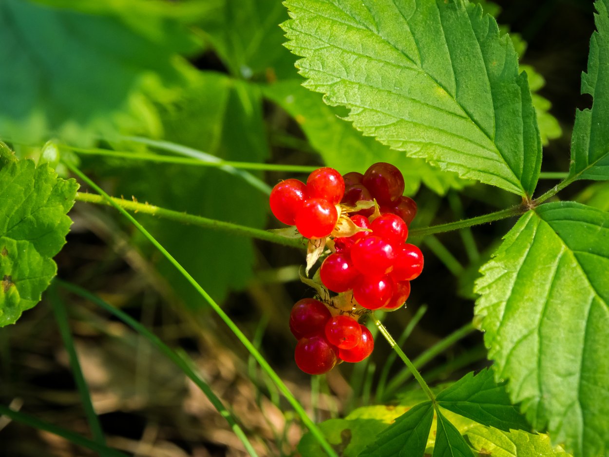 Ягода костяника Сахалинская