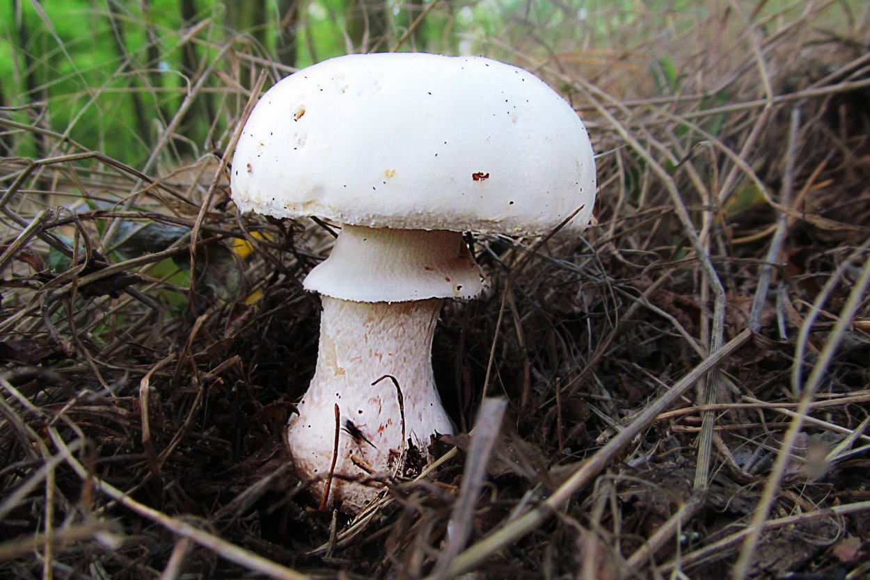Шампиньон обыкновенный (Agaricus Campestris)