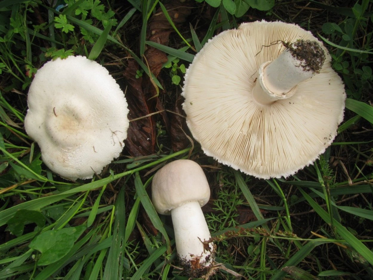 Шампиньон Луговой Agaricus Campestris