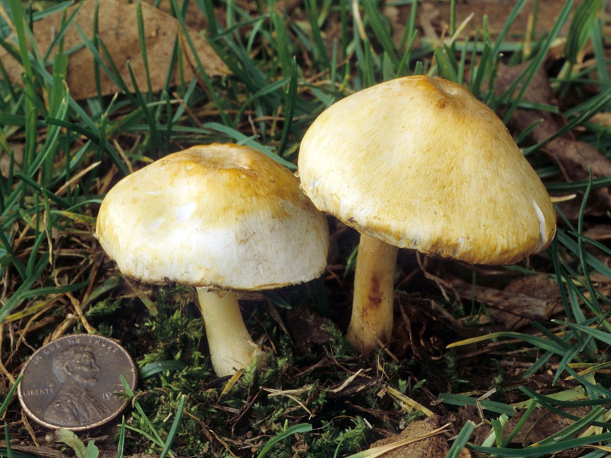 Шампиньон Таблитчатый (Agaricus tabularis)